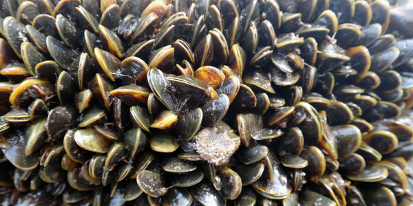 Uma colônia de mexilhão dourado pode crescer, em um ano, de 5 para 150.000 unidades por metro quadrado (Foto: Marcela Uliano / Divulgação)